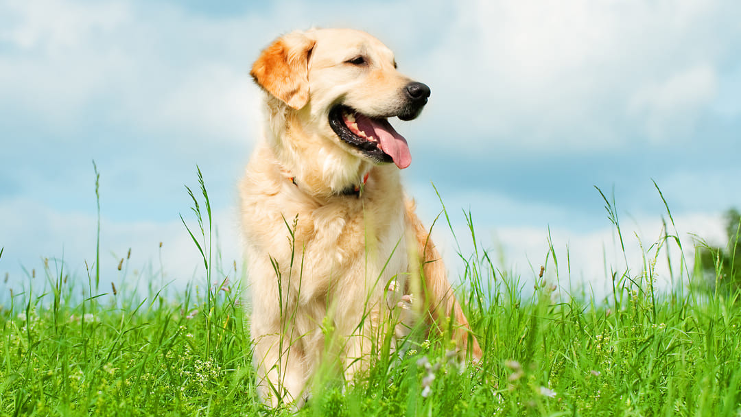 Yellow clearance coat dog